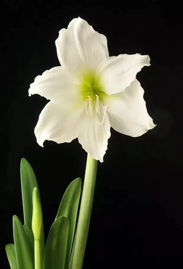 150126awpxs22f9f352520.jpeg