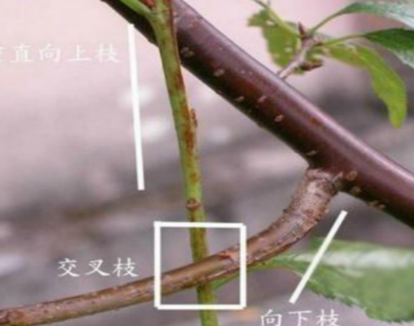 131809gklln7initkncln6.png