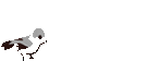 142003g3l9o9ccokywcodr.gif