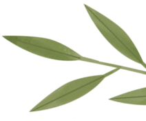 175437skov6k5sxuvos1eq.png