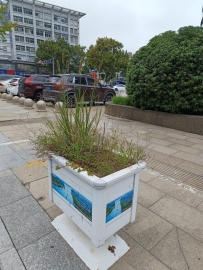 市区东进路上绿化带居然杂草丛生，泰不美了！