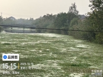 望望看！这条河里的水草泛滥的神呢样子，么的人问